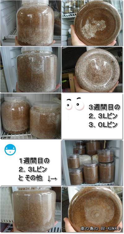 ◆兜 急成長 & パラワン蛹室 & 菌糸経過