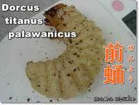 ◆笑顔 & 前蛹 & 赤目メス羽化 & ・・・