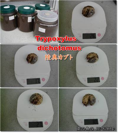 ◆笑顔 & 前蛹 & 赤目メス羽化 & ・・・