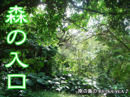 ◆卒業 & 森の入り口にて & オキナワヒラタ
