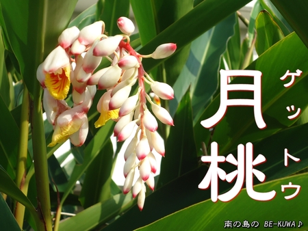 ◆月桃、草・虫いろいろ & オキヒラ♂ & 生オガ発酵マット