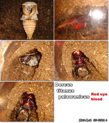 ◆LOGO & オキヒラ色々 & RedEyeついに！