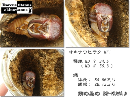 ◆New face & オキヒラ♂羽化 & カブトセット & 菌糸