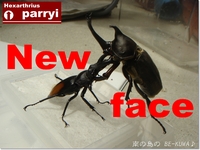 ◆New face & オキヒラ♂羽化 & カブトセット & 菌糸