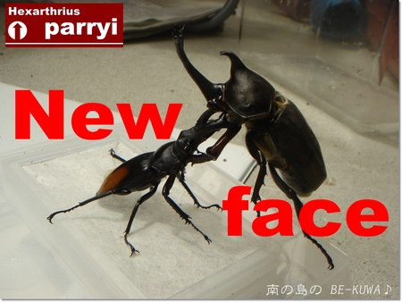 ◆New face & オキヒラ♂羽化 & カブトセット & 菌糸