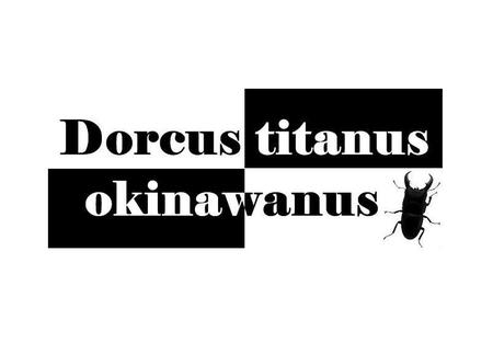 ◆LOGO & オキヒラ色々 & RedEyeついに！