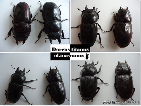 ◆オアシス & パラワン羽化 & オキヒラ菌糸投入