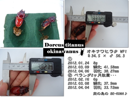 ◆オアシス & パラワン羽化 & オキヒラ菌糸投入