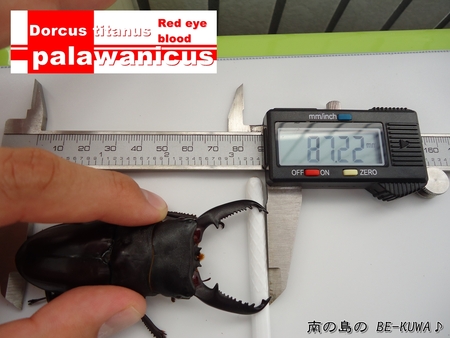 ◆オアシス & パラワン羽化 & オキヒラ菌糸投入