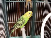 可愛すぎる・・・インコちゃん