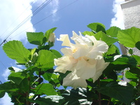 梅雨明けしました！ 2010/06/19 17:49:15