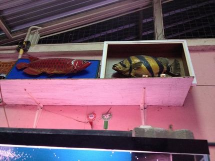 アクアプロスタイル ビリーバー タイの熱帯魚店