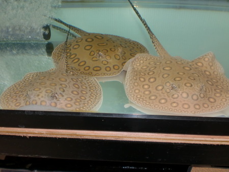 アクアプロスタイル ビリーバー 淡水エイの面白さ