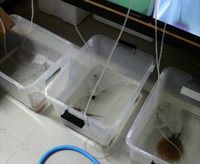 魚入荷第２弾