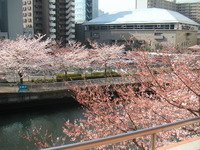 桜のある風景、門前仲町