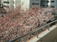 桜のある風景、門前仲町