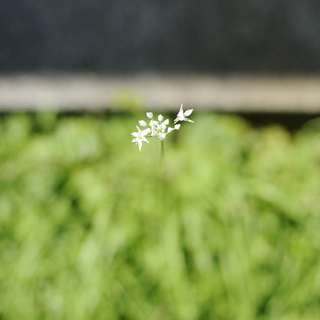 ニラの花☆