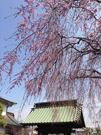 春うらら。