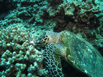 ウミガメに出会える海は！？