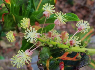 クロトンの花 石垣島北部の魅力