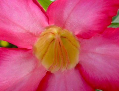 アデニウムの花 石垣島北部の魅力