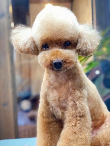 ★Cookie