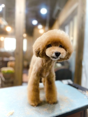 ★COCO