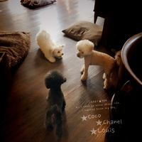 ★Coco ★Chanel ★Louis 2020/01/08 22:05:47