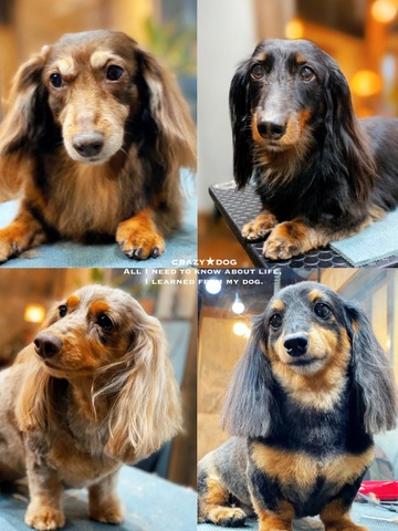 ★MOMO. ★CHOCOLAT. ★LUNA. ★COCO.