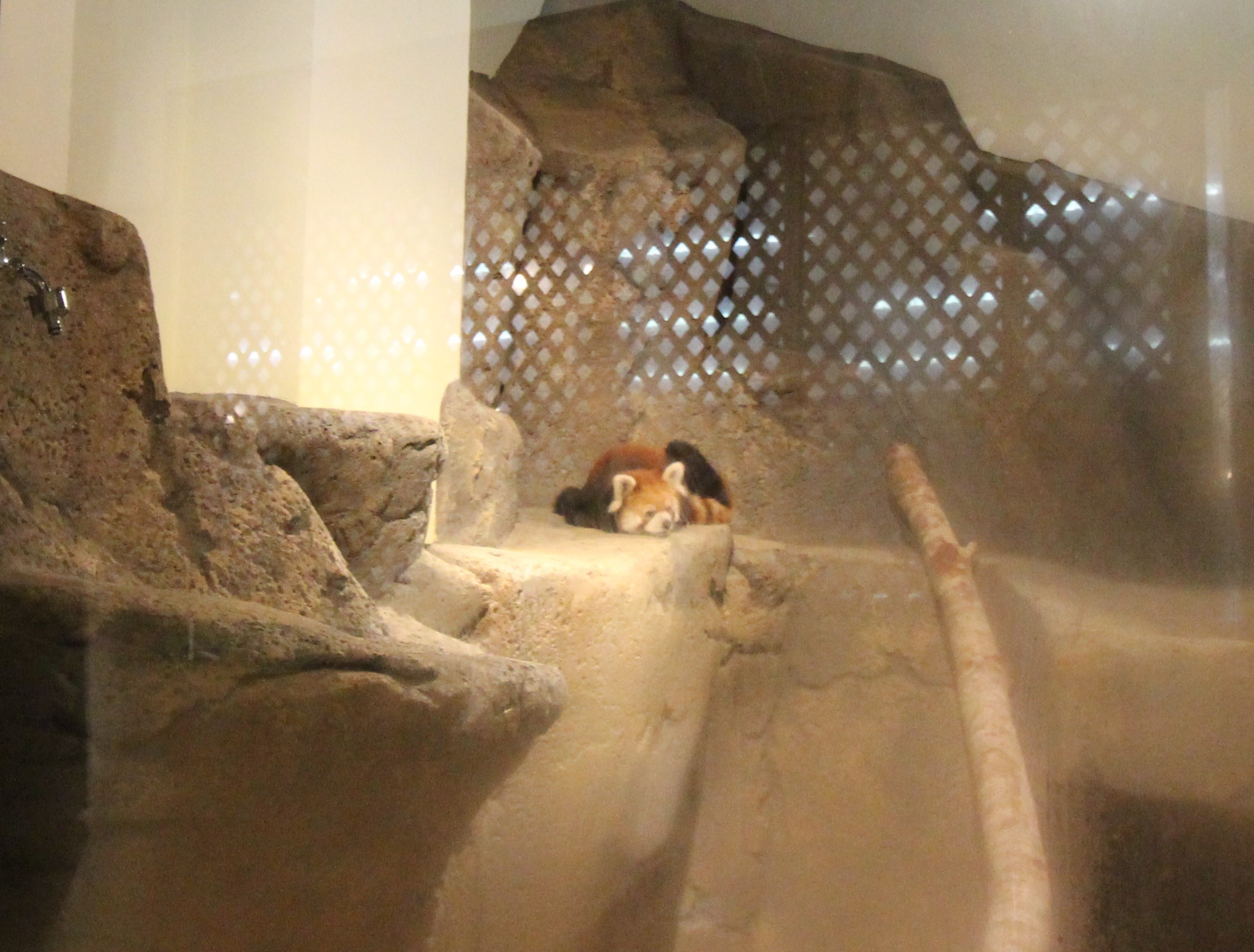 ネオパークオキナワ様 レッサーパンダ飼育室改修工事