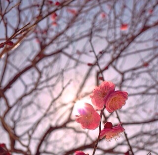 桜の季節ですかの話。
