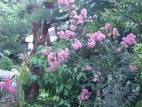 さるすべり