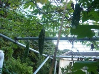 ごーやー 2010/06/28 17:36:20