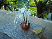 なんの花？