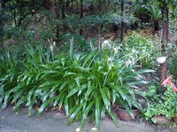 なんの花？