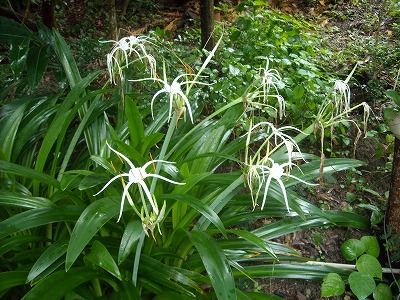 なんの花？