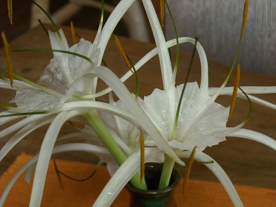 なんの花？