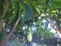 よく育ちました！ 2010/08/14 10:06:43