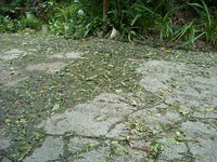 台風一過 2010/10/29 16:38:16