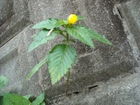 ど根性花