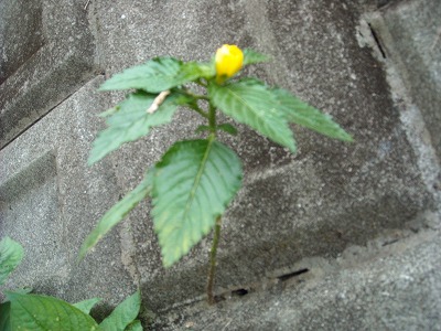 ど根性花