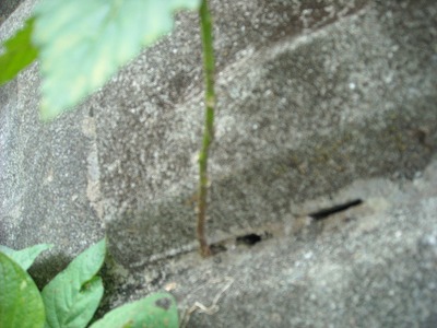ど根性花