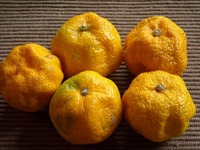 シワシワ　シークヮサー 2011/01/10 12:38:48