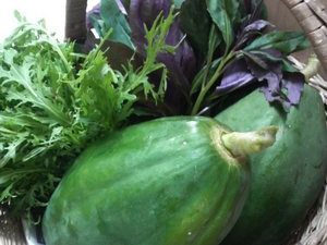 採れたてお野菜