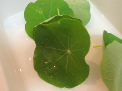 沖縄の葉っぱたちを食べる