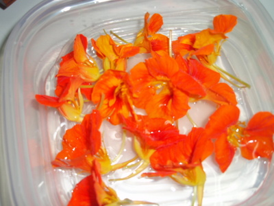 沖縄の葉っぱたちを食べる