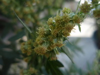 なんの花でしょう?