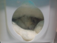 チビ丸 2009/10/26 21:33:12