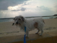 迷い犬まだまだ探してます！ 2009/09/30 18:43:56