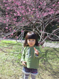 桜まつり 2013/01/19 15:11:19